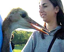 whooping_cranes