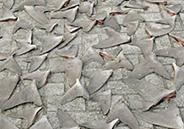 shark fins