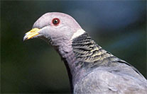 band-tailed pigeons